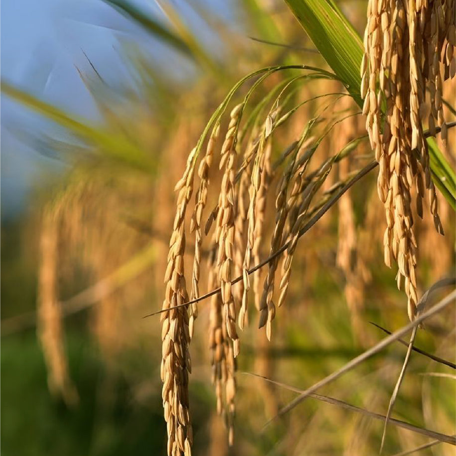 Rice husk